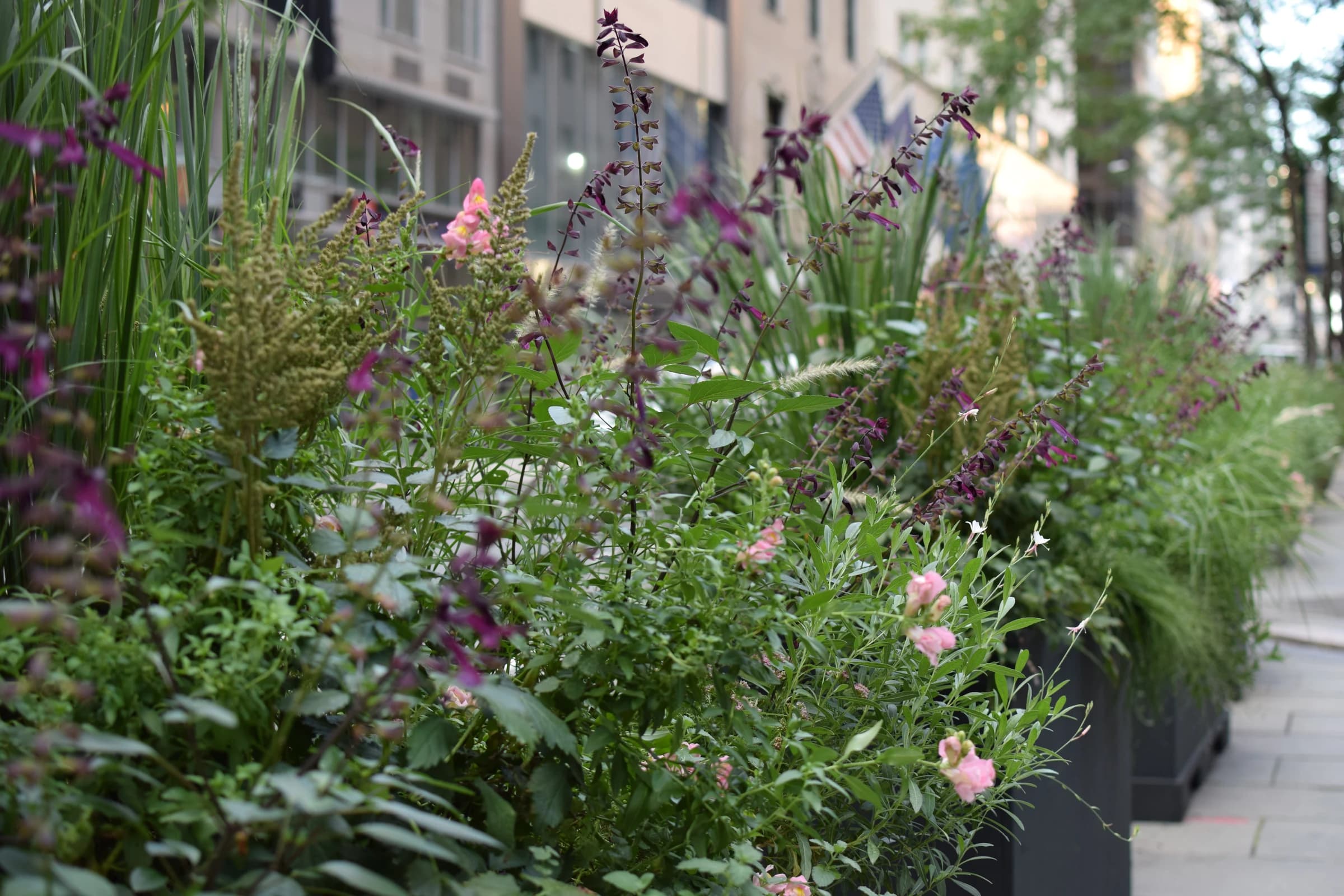 NYC Midtown urban rewilding