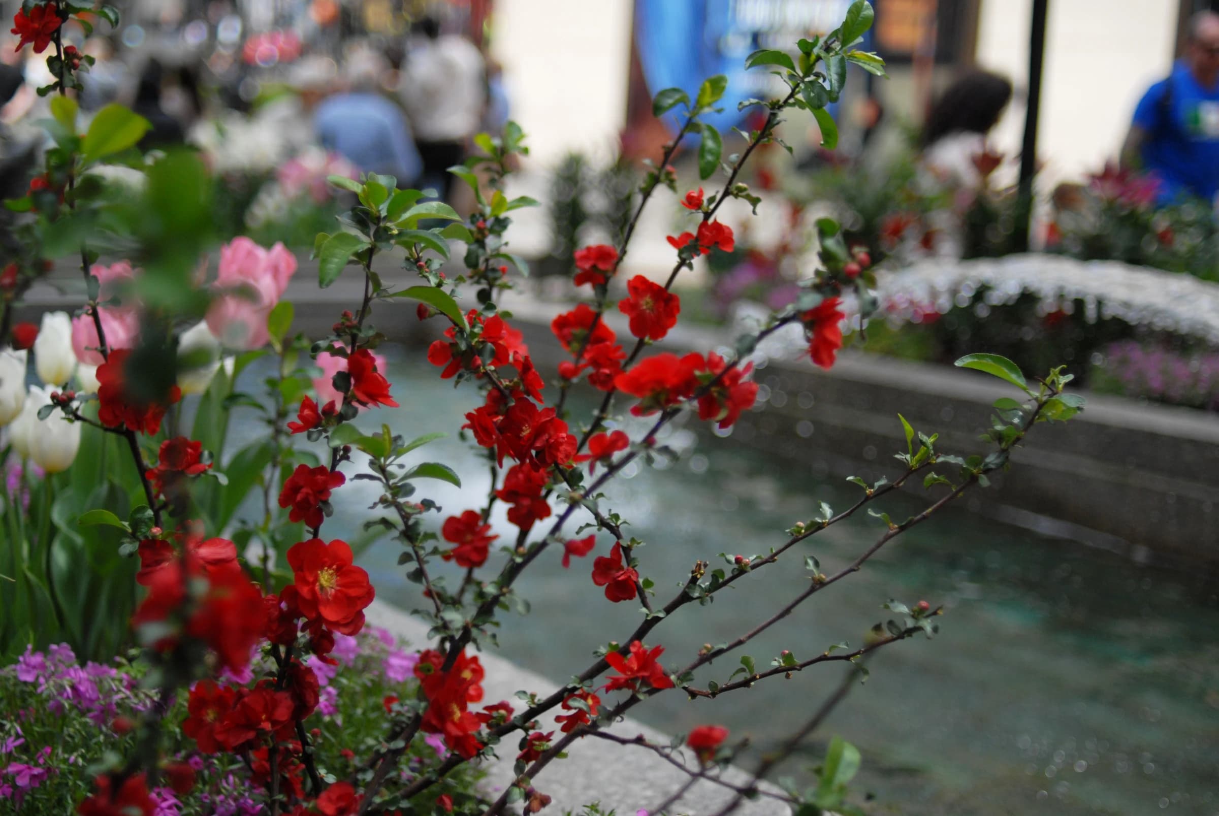 Summer Channel Gardens Rockefeller Center