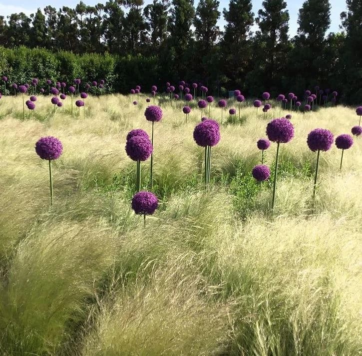 Long Branch NJ residential landscape