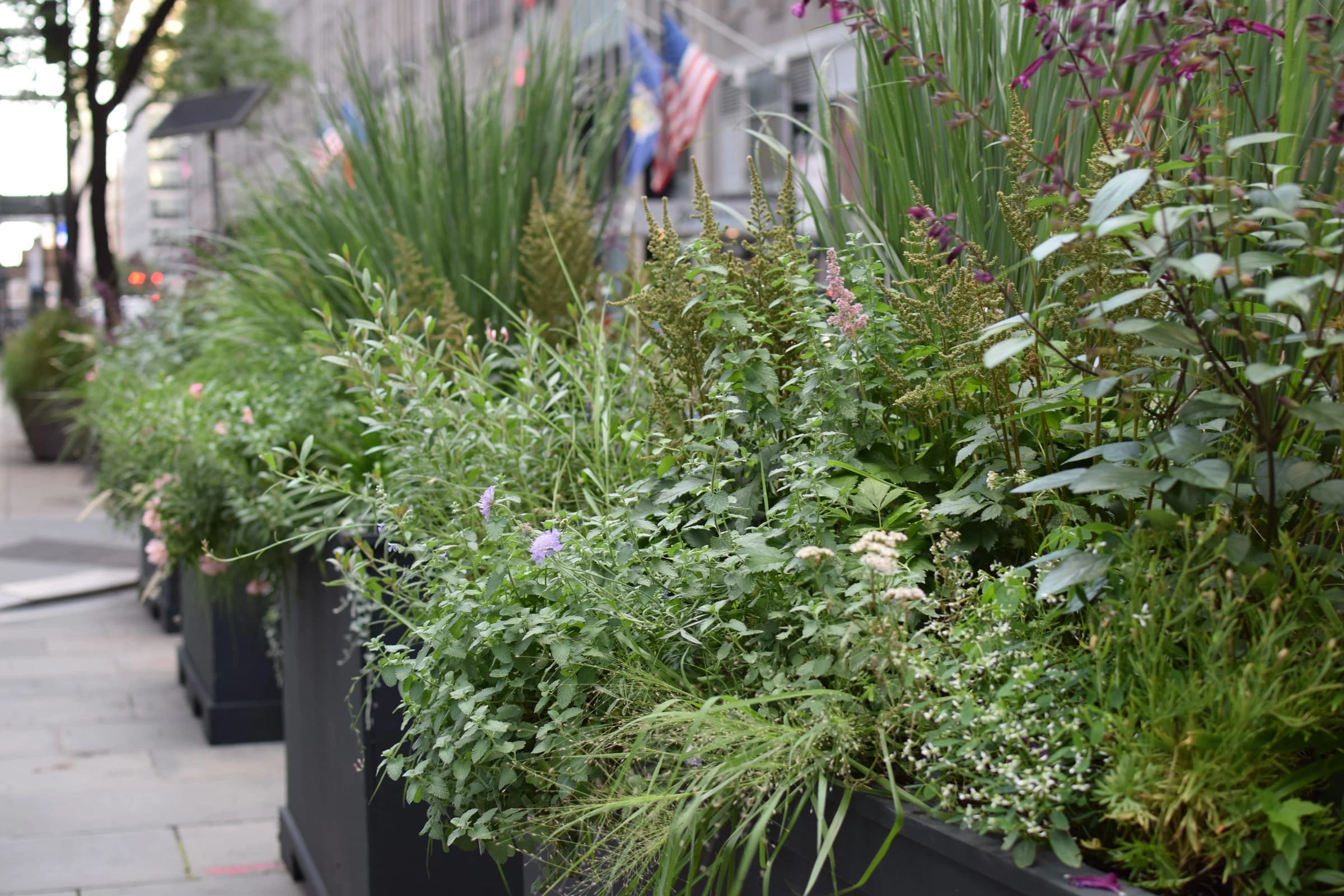 A refined urban planter display lines a city sidewalk, featuring lush ornamental grasses, flowering perennials in soft purple tones, and textured foliage in black containers that create an elegant streetscape garden installation.