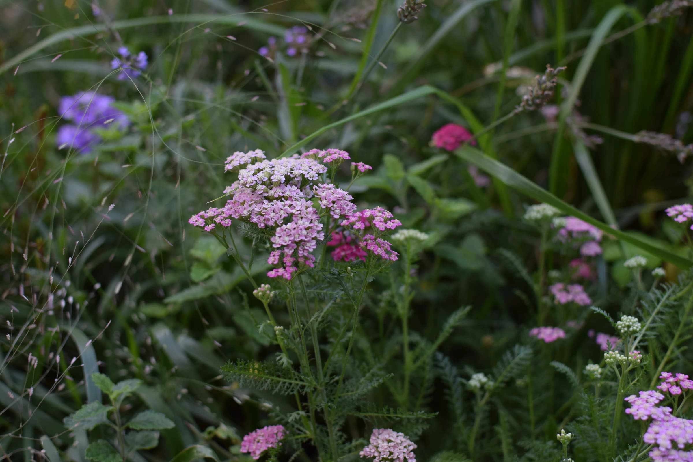 Delicate clusters of pink and mauve flowers bloom abundantly among wispy ornamental grasses and green foliage, creating a naturalistic garden composition with soft, romantic tones and layered textures.
