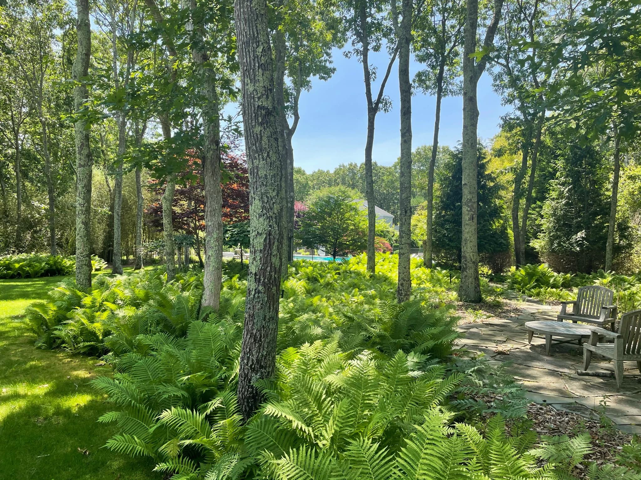 A serene woodland garden features tall, mature trees with dappled sunlight filtering through their canopy, lush green ferns carpeting the forest floor, and weathered Adirondack chairs positioned along a winding stone pathway, with a distant residence and pool visible beyond the tree line.
