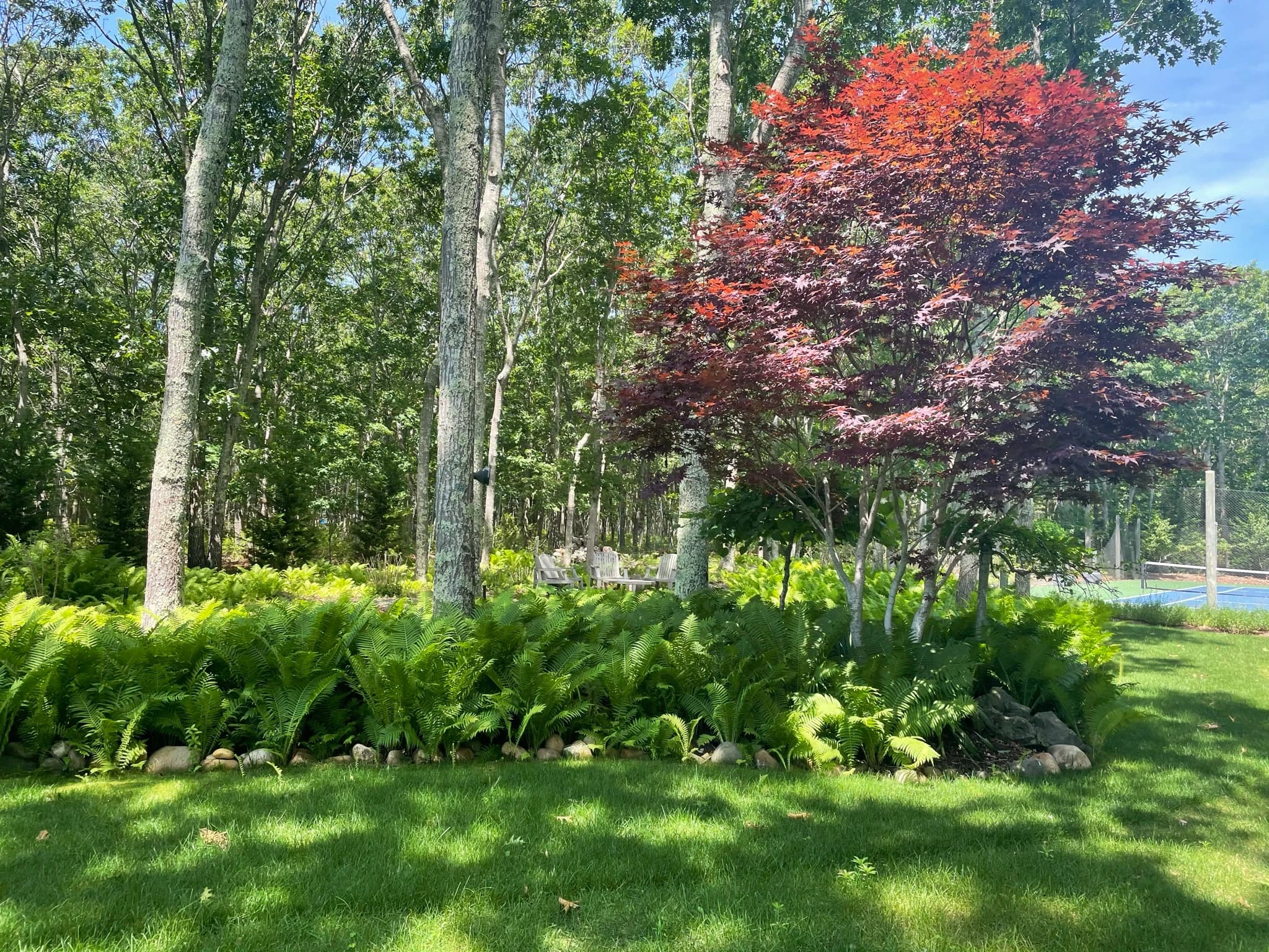 A serene woodland garden features towering shade trees with lush green understory plantings of ferns and perennials, anchored by decorative boulders, while a striking red Japanese maple provides vibrant seasonal color against the verdant landscape.