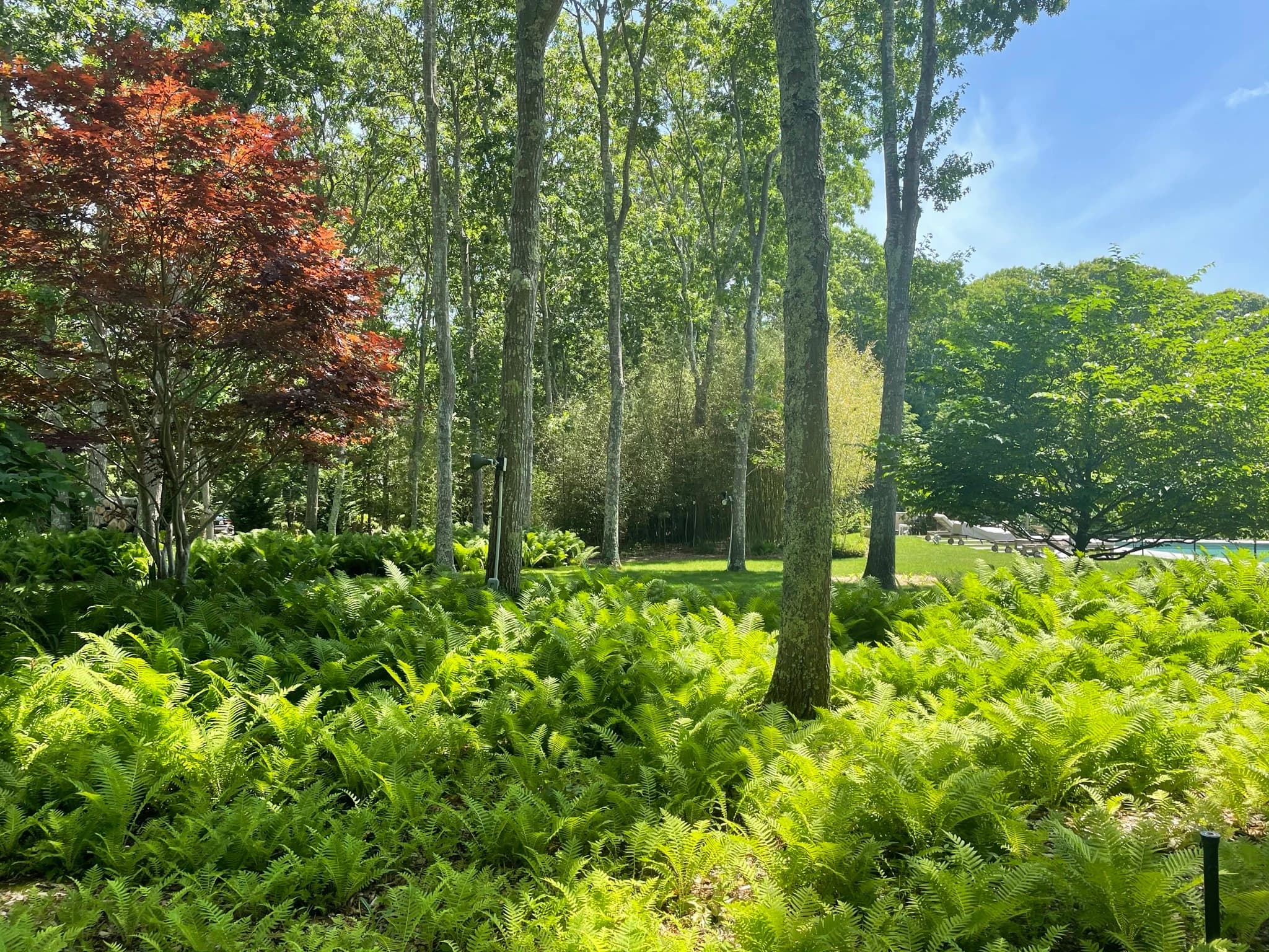 A serene woodland garden featuring tall cypress trees rising through lush fern understory, with a vibrant red Japanese maple accent and manicured lawn opening toward a distant pool, exemplifying refined landscape composition and layered plantings.