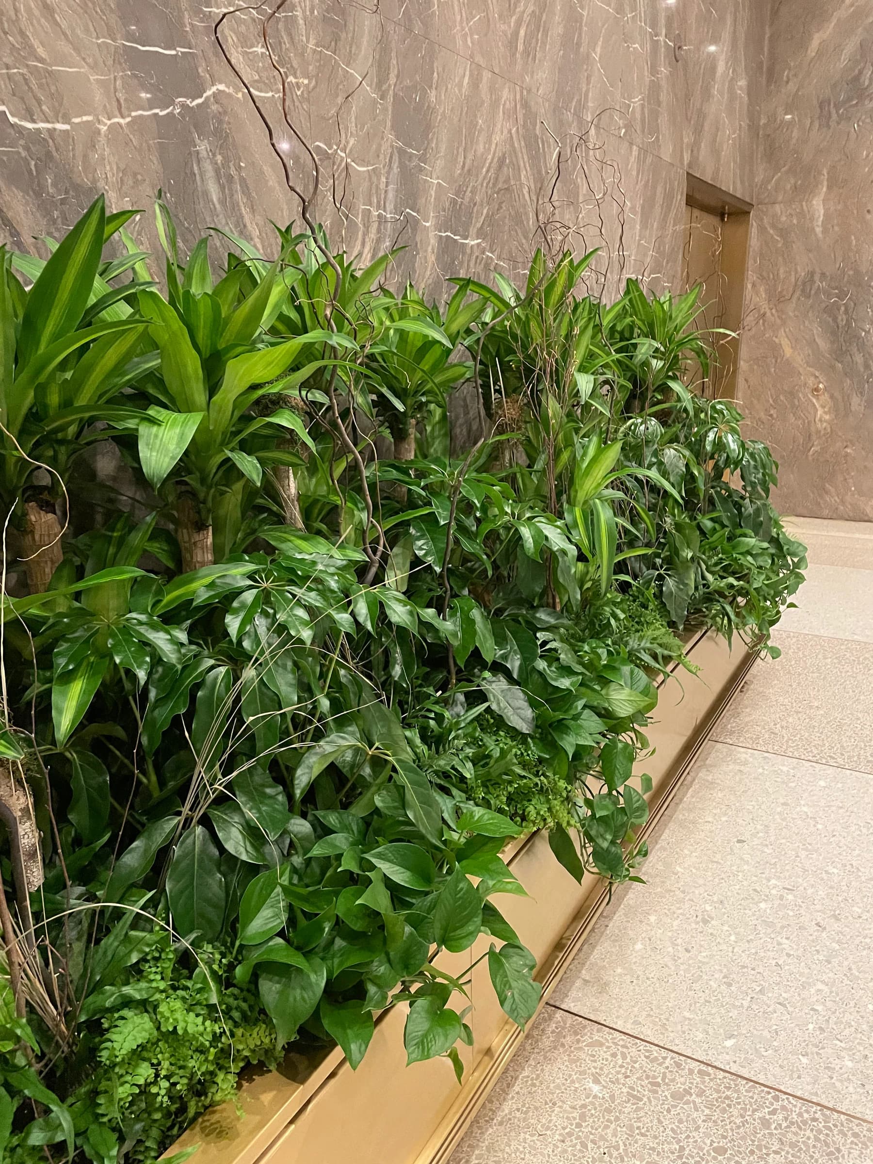 Lush indoor plant installation along a textured stone wall features vibrant green foliage including trailing vines, broad-leafed plants, and delicate climbing tendrils arranged in a modern planter bed.