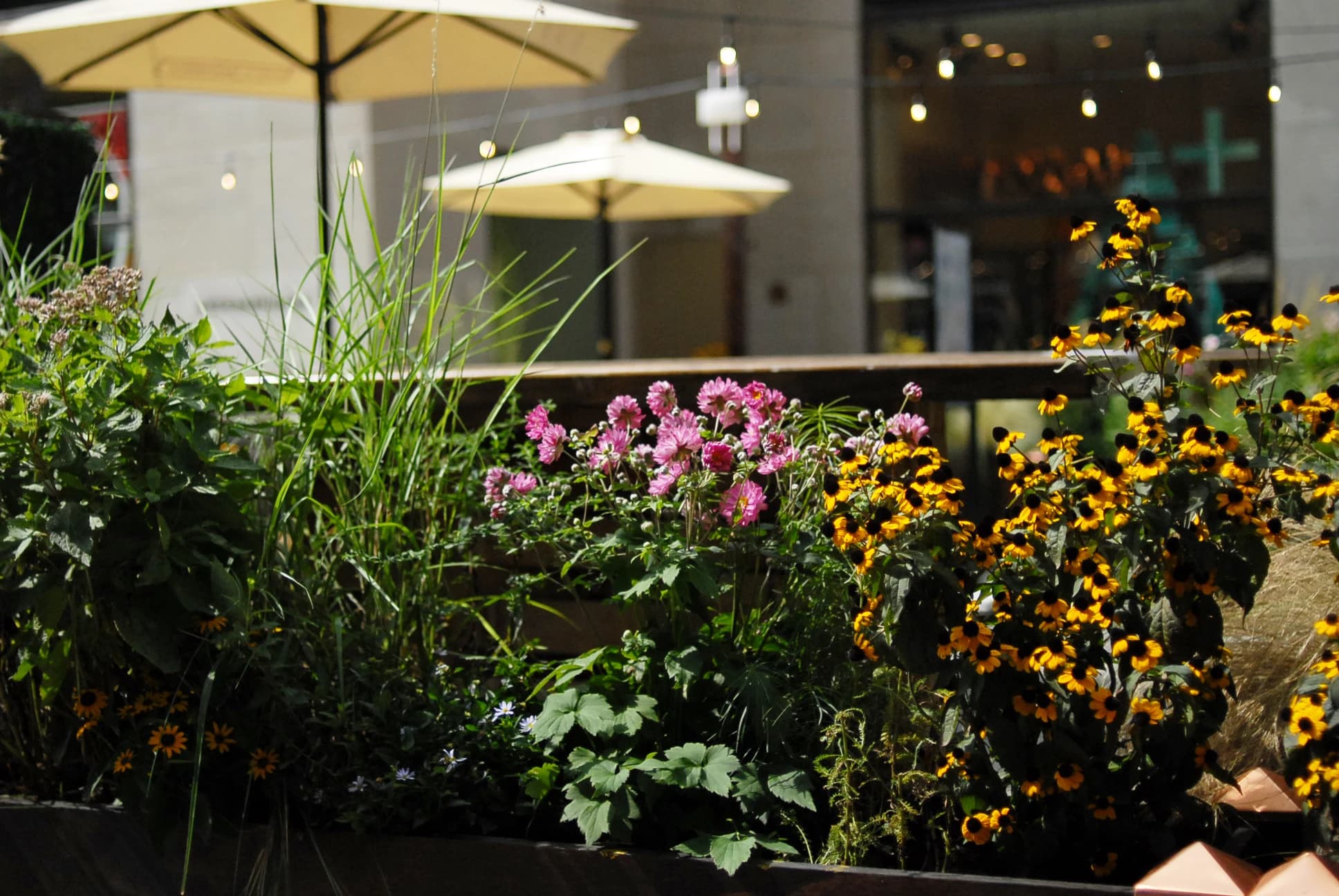 A contemporary outdoor terrace features vibrant mixed plantings of pink dahlias, yellow rudbeckia, ornamental grasses, and lush greenery arranged in sleek planters, with cream-colored umbrellas and modern architectural elements creating an elegant entertaining space.