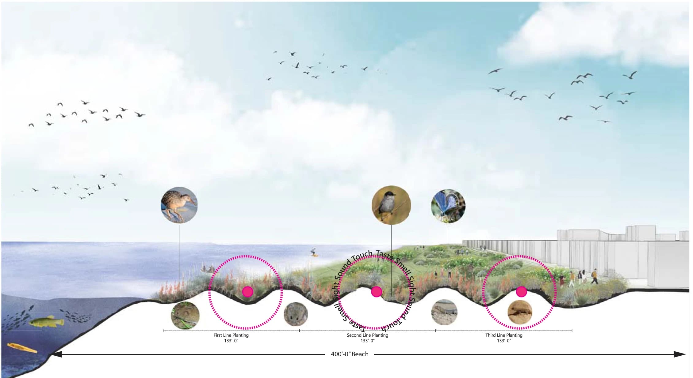 Manhattan Beach Dune Restoration - Image 1