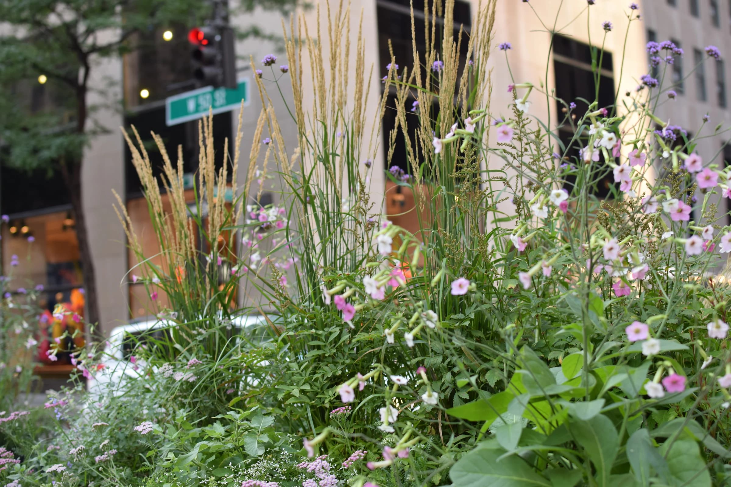 NYC Midtown urban rewilding