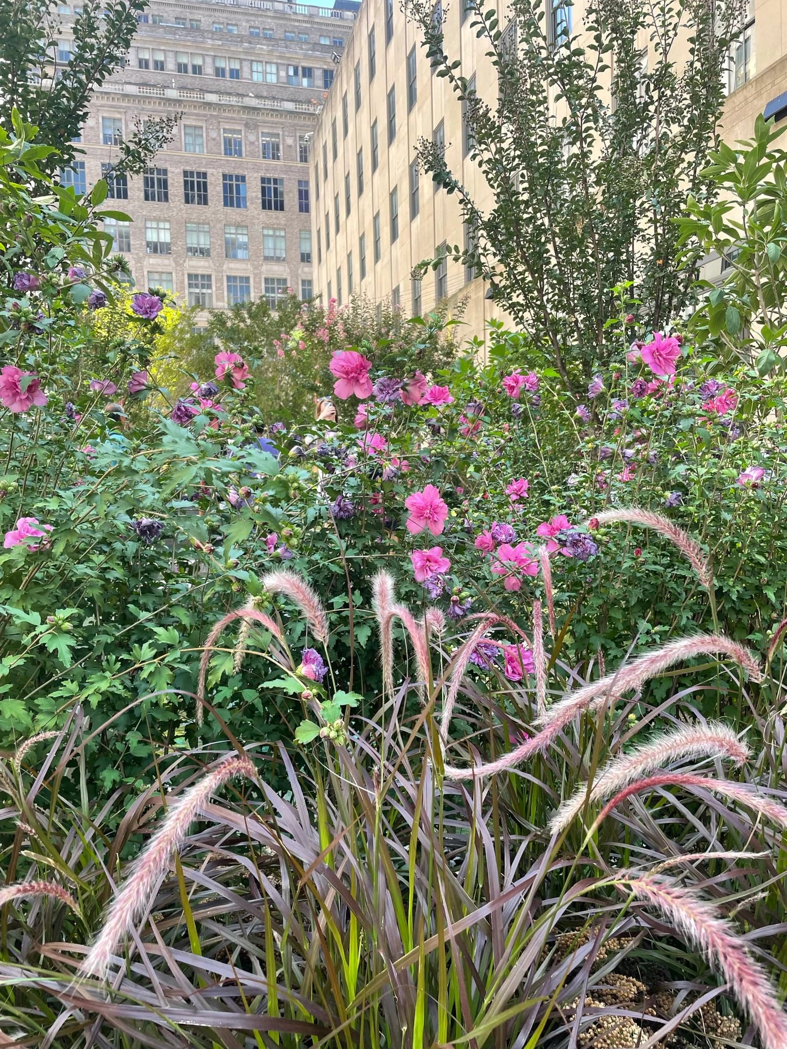 Channel Gardens at Rockefeller Center - Image 3
