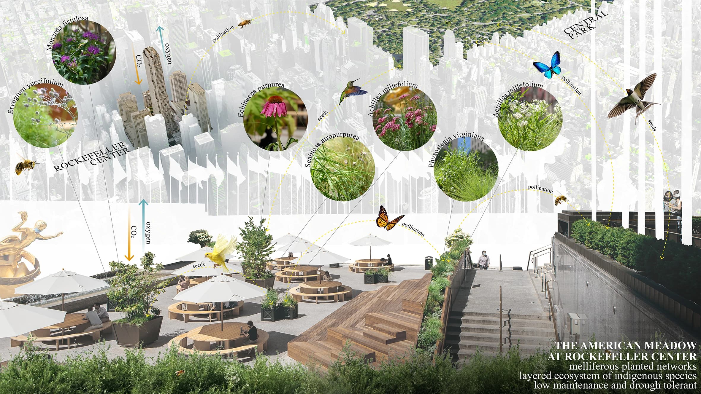 A contemporary rooftop meadow design at Rockefeller Center showcases native wildflowers, grasses, and pollinator-friendly plants layered across wooden platforms and seating areas, with detailed botanical illustrations and pollination pathways floating above the Manhattan skyline.