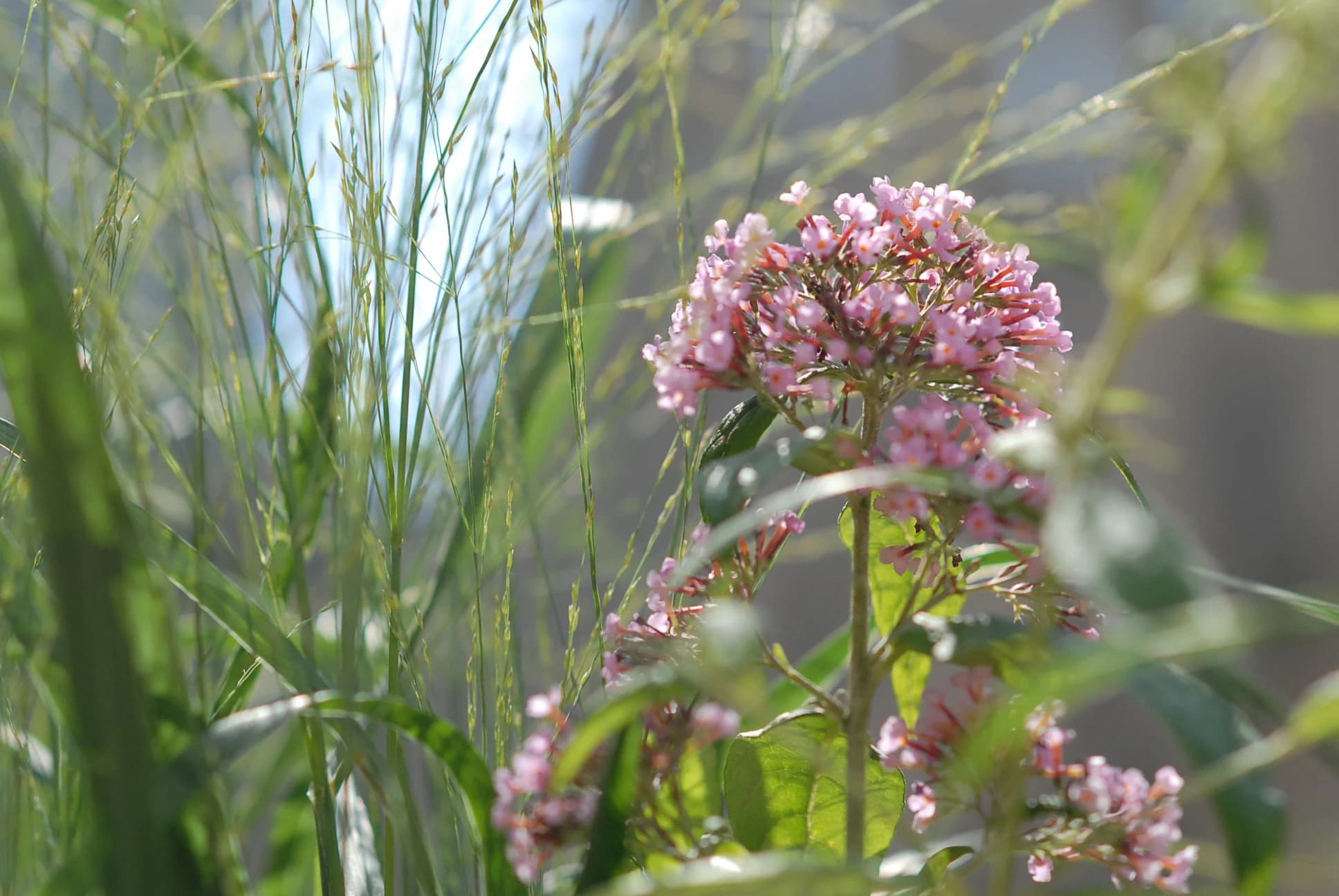 Delicate pink flower clusters nestle among ornamental grasses in soft, dappled sunlight, creating a serene garden composition with natural layering and movement.