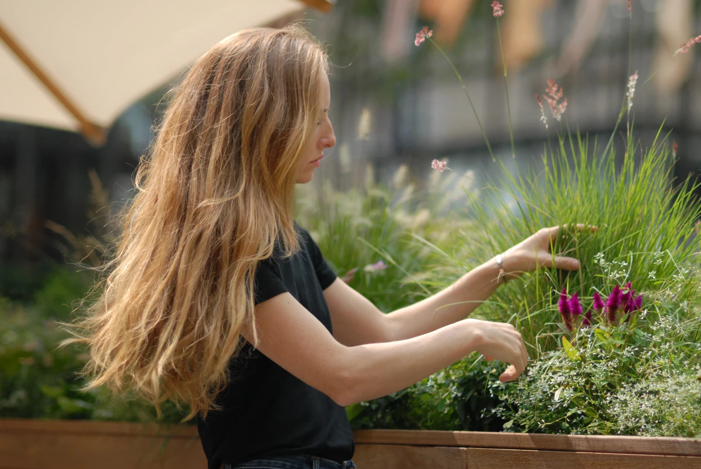 A woman with long blonde hair in a black shirt gently touches vibrant magenta flowers in a sunlit garden, surrounded by ornamental grasses and flowering plants in a thoughtfully designed landscape.